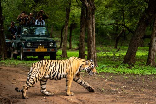 wildlife-safari-Uttarakhand-Tour-Packages-chaukhambat-travels
