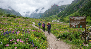 Valley of flowers - king of the Himalayan Flowers -Brahma Kamal