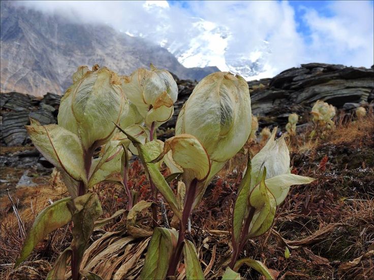 Brahma Kamal (Saussurea obvallata) - Uttarakhand's state flower