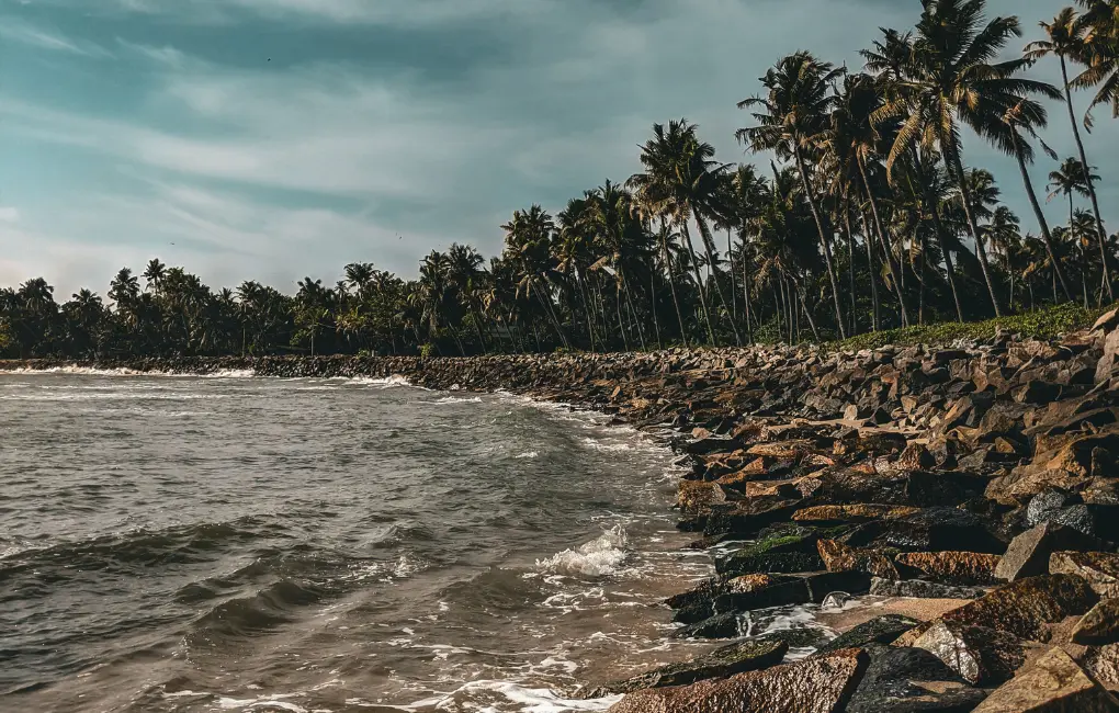 Coconut Trees Beside Ocean