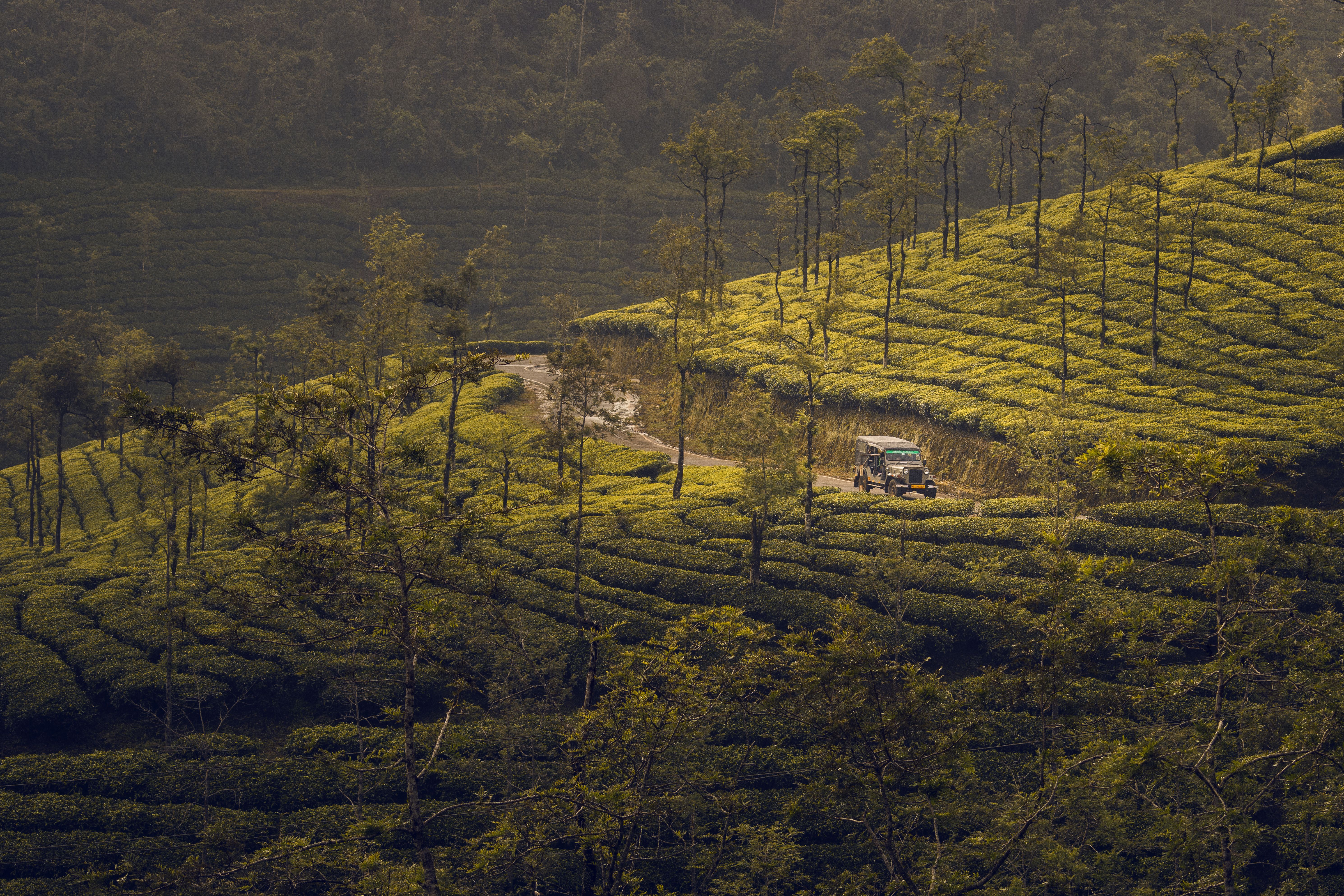hill station wrapped in endless, rolling tea plantation